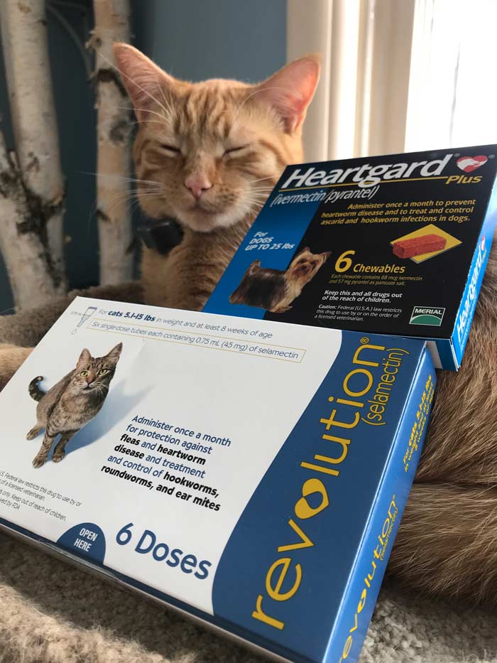 heartworm cats medication