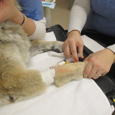 Joey receives an IV catheter