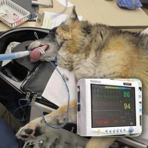 Joey is monitored during procedure